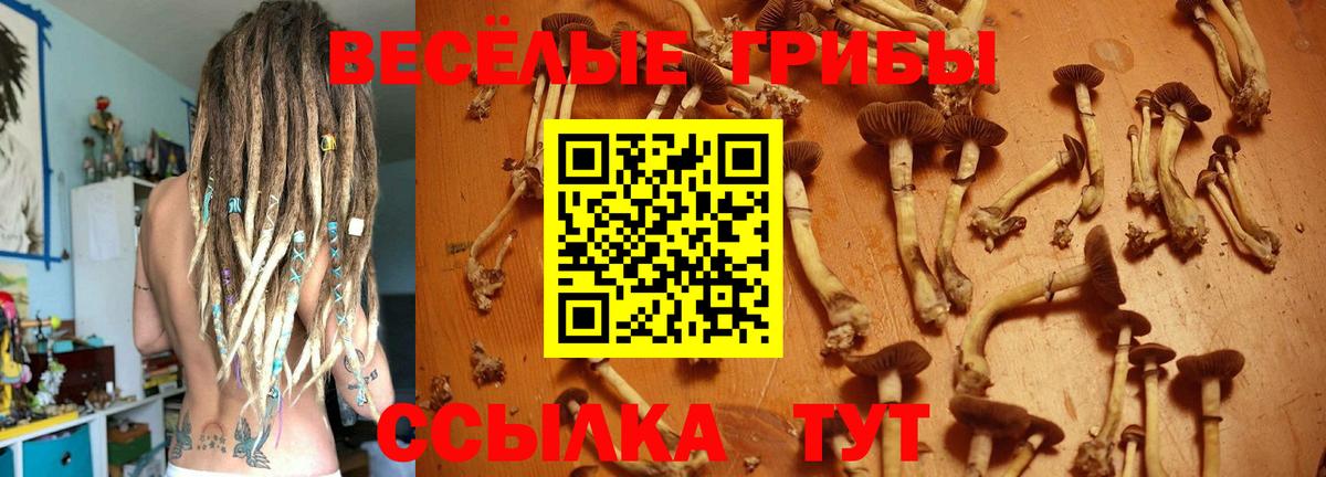 Псилоцибиновые грибы мухоморы Новозыбков